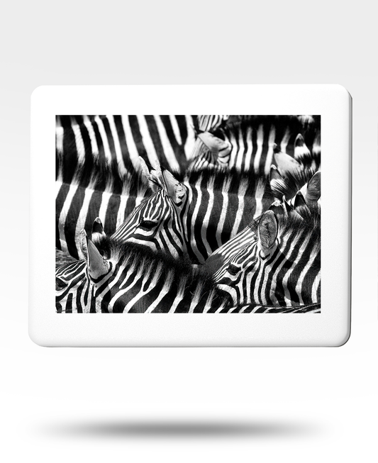Zebra Jigsaw Puzzle with Tin (1000 Piece)