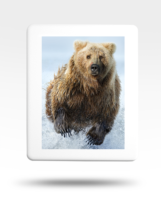 Charging Grizzly Bear Jigsaw Puzzle with Tin - (500 Piece)