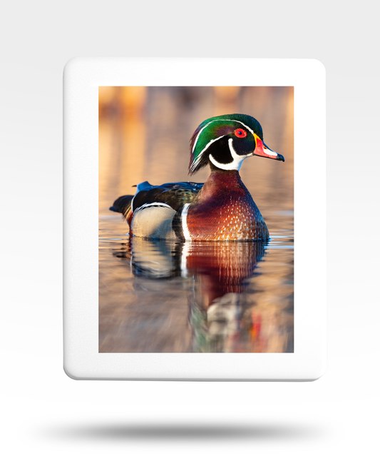Swimming Wood Duck Jigsaw Puzzle with Tin - (500 Piece)