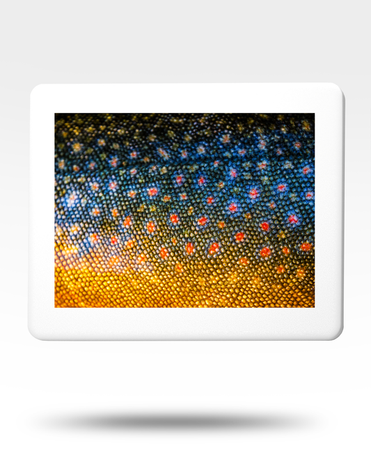 Brook Trout Jigsaw Puzzle with Tin - (500 Piece)