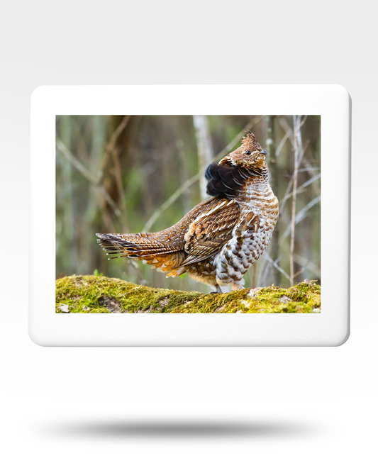 Ruffed Grouse On Log Jigsaw Puzzle with Tin - (500 Piece)