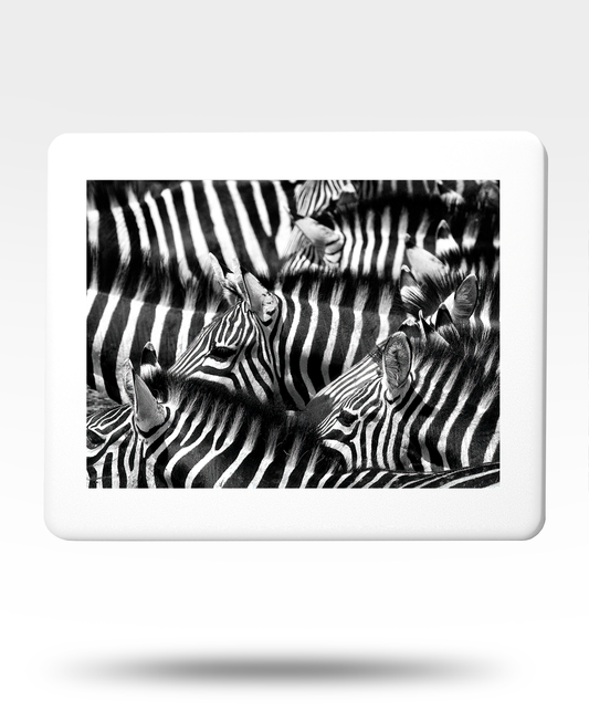 Zebra Jigsaw Puzzle with Tin - (500 Piece)