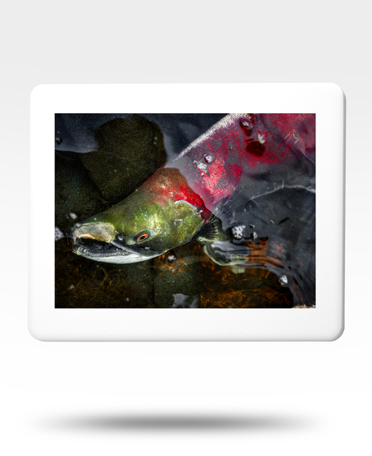 Sockeye Salmon Jigsaw Puzzle with Tin - (500 Piece)