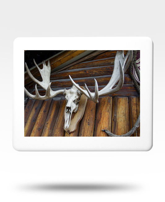 Moose Skull Jigsaw Puzzle with Tin - (500 Piece)