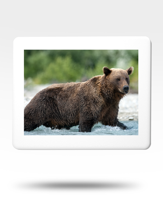 Brown Bear Jigsaw Puzzle with Tin - (500 Piece)