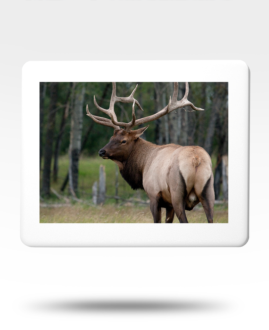 Bull Elk Jigsaw Puzzle with Tin - (500 Piece)