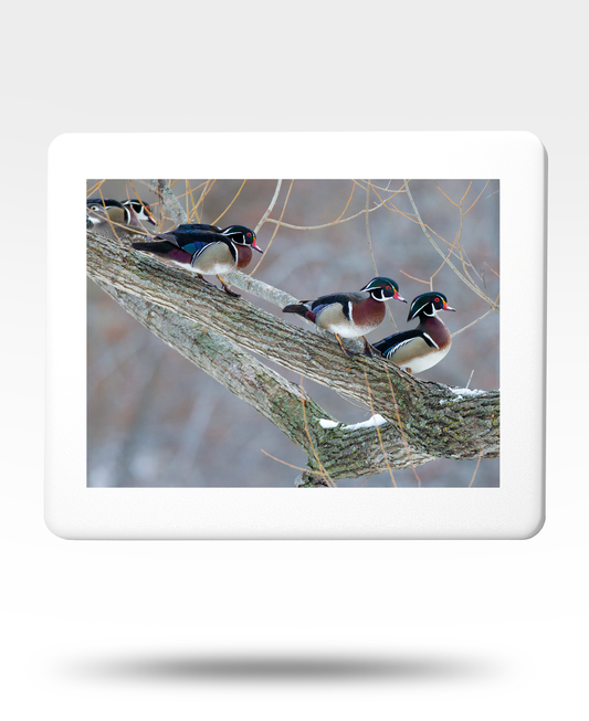 Wood Duck Drakes Jigsaw Puzzle with Tin - (500 Piece)