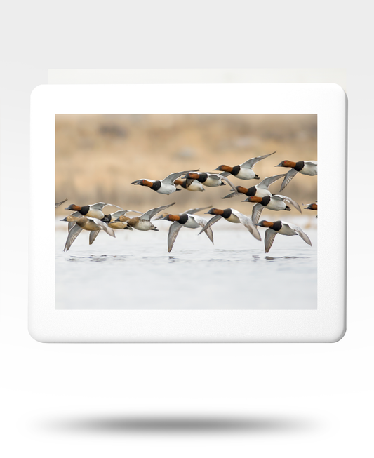 Flying Canvasbacks Jigsaw Puzzle with Tin - (2000 Piece)