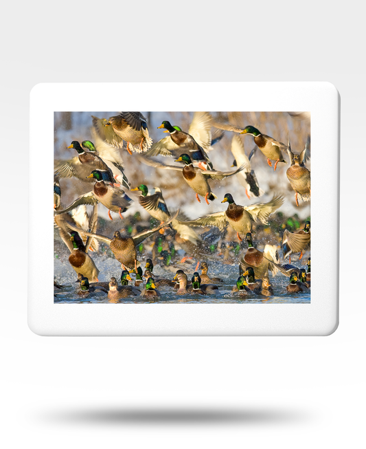 Mallard Flock Jigsaw Puzzle with Tin - (2000 Piece)