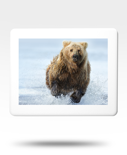 Charging Grizzly Bear Jigsaw Puzzle with Tin - (2000 Piece)