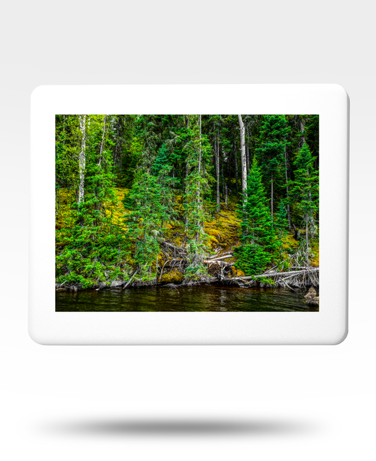 Lakeside Trees Jigsaw Puzzle with Tin - (2000 Piece)