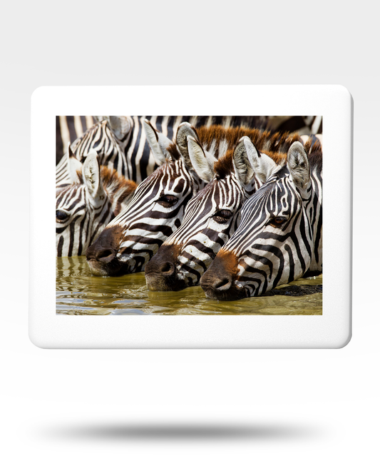 Zebra Heads Jigsaw Puzzle with Tin - (2000 Piece)