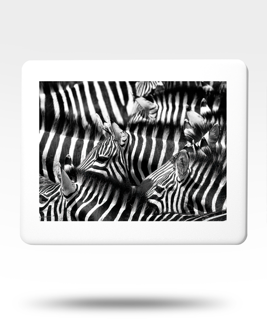 Zebras Jigsaw Puzzle with Tin - (2000 Piece)