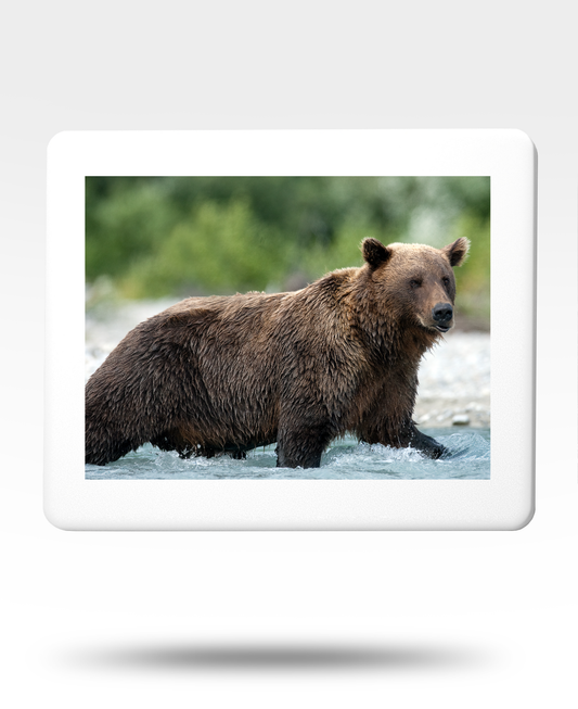 Brown Bear Jigsaw Puzzle with Tin - (2000 Piece)