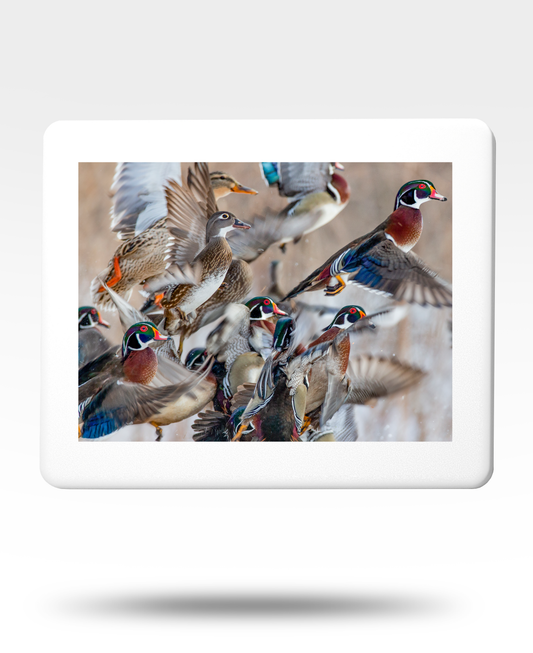 Wood Duck Flock Jigsaw Puzzle with Tin - (2000 Piece)