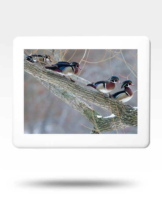 Wood Ducks On Tree Jigsaw Puzzle with Tin - (2000 Piece)