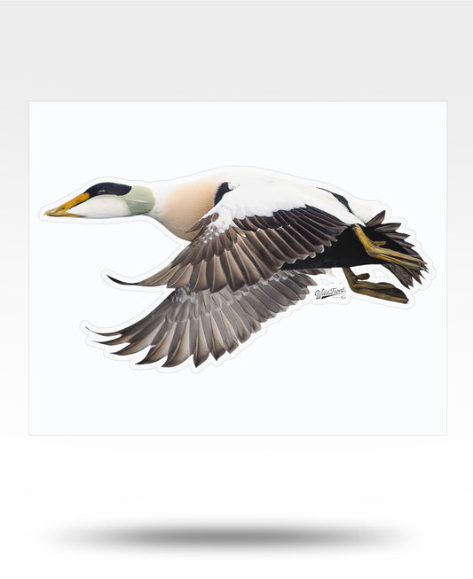 Common Eider Kiss-Cut Vinyl Decal