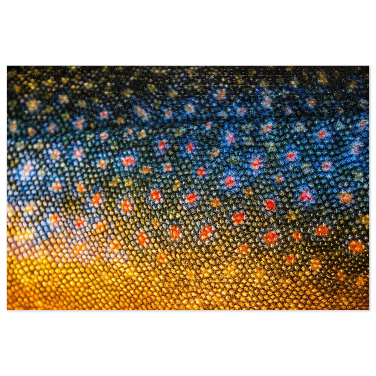 Brook Trout Jigsaw Puzzle with Tin (1000 Piece)